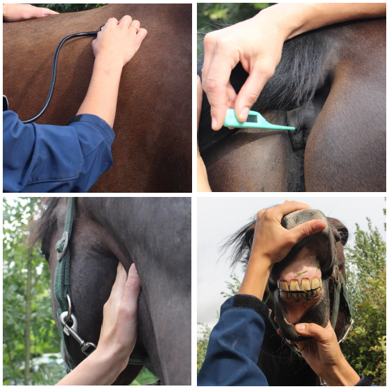 paardenzorgplan dierenkliniek benschop oudewater
